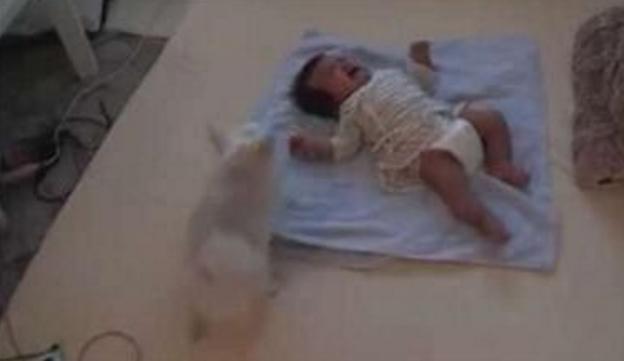 不止小狗狗叼过去的东西令主人泪奔麻将胡了2游戏入口baby哭闹(图3)