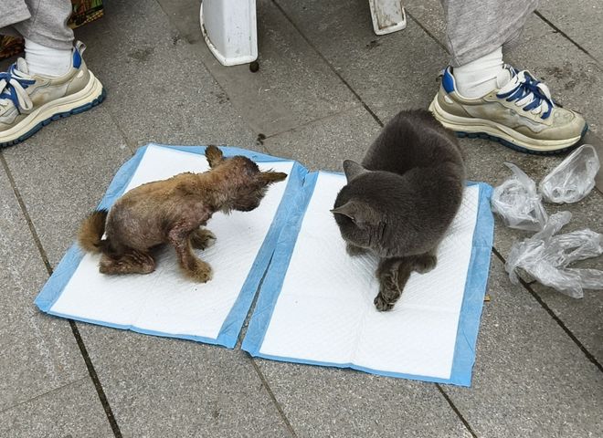 到一只奇形怪状的蓝猫结果真相是…PG电子麻将胡了太造孽了！网上刷(图7)